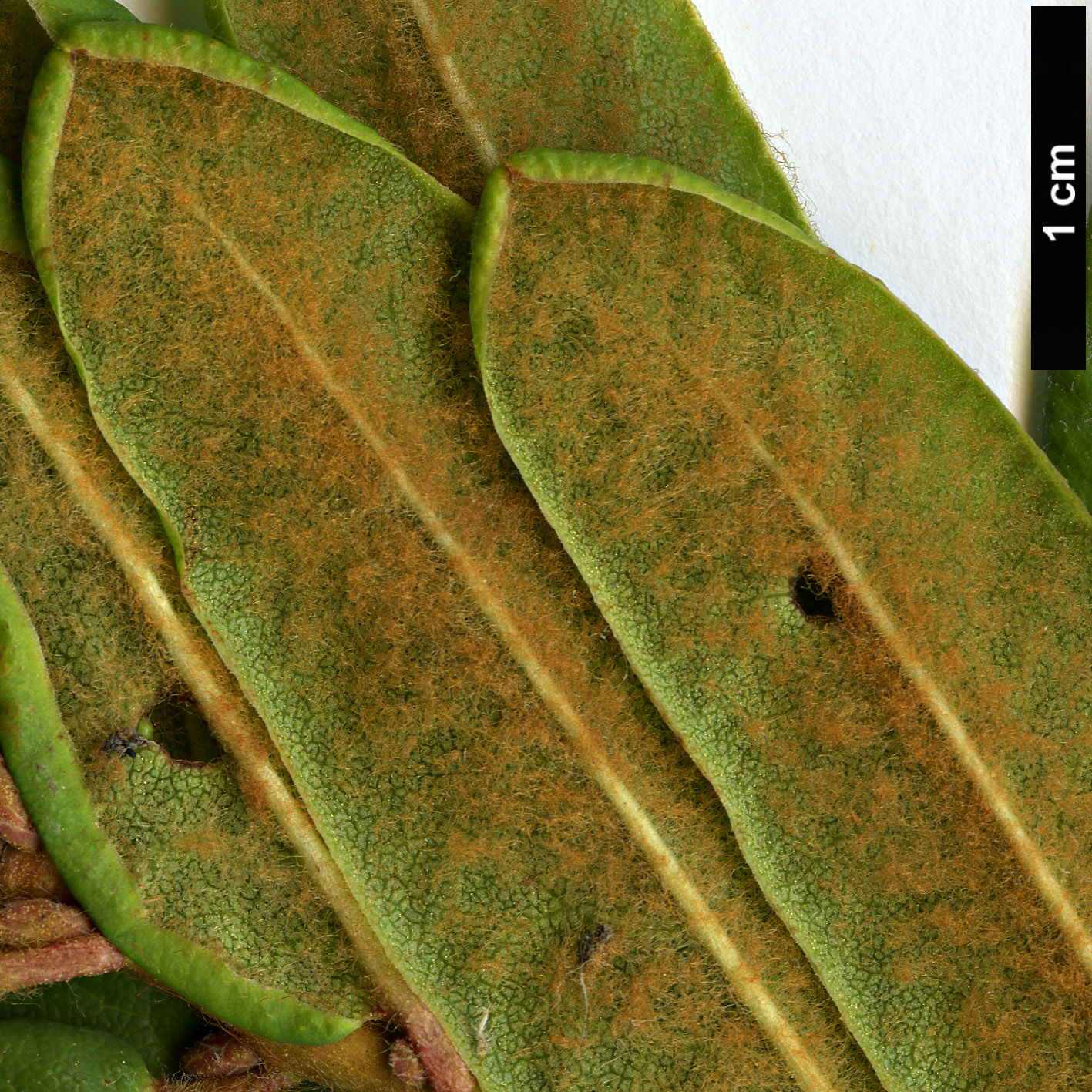 High resolution image: Family: Ericaceae - Genus: Rhododendron - Taxon: tomentosum